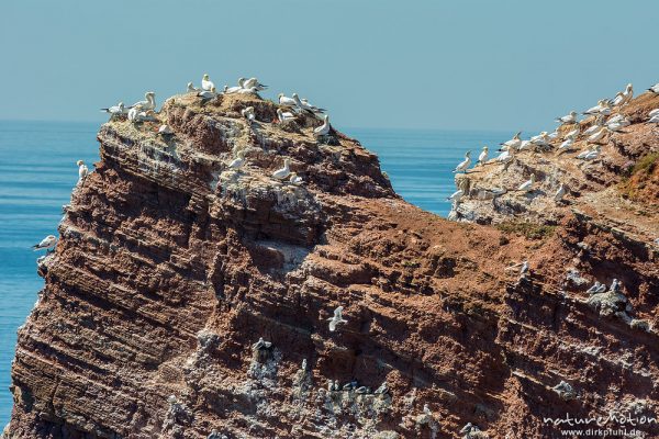 Basstölpel, Morus bassanus, 	Tölpel (Sulidae, Lummenfelsen, Felsküste mit Brutvogelkolonie, Helgoland, Deutschland