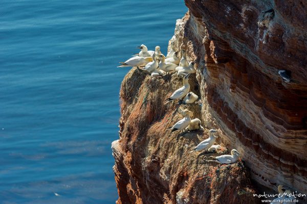 Basstölpel, Morus bassanus, 	Tölpel (Sulidae, Lummenfelsen, Felsküste mit Brutvogelkolonie, Helgoland, Deutschland