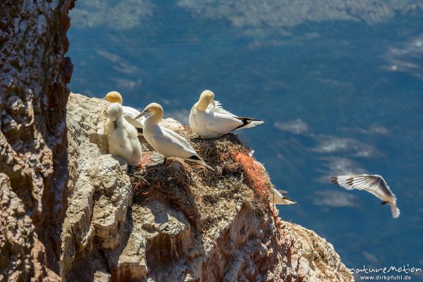 Basstölpel, Morus bassanus, 	Tölpel (Sulidae, Lummenfelsen, Felsküste mit Brutvogelkolonie, Helgoland, Deutschland