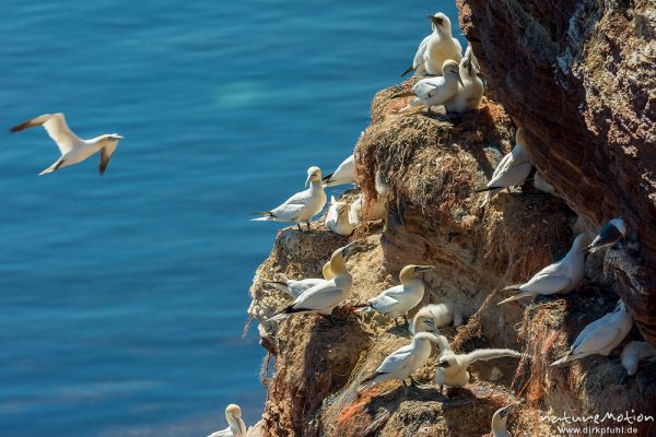 Basstölpel, Morus bassanus, 	Tölpel (Sulidae, Lummenfelsen, Felsküste mit Brutvogelkolonie, Helgoland, Deutschland