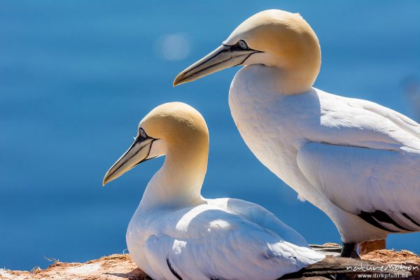 Basstölpel, Morus bassanus, 	Tölpel (Sulidae), Brutpaar an ihrem Nest, Lummenfelsen, Helgoland, Deutschland