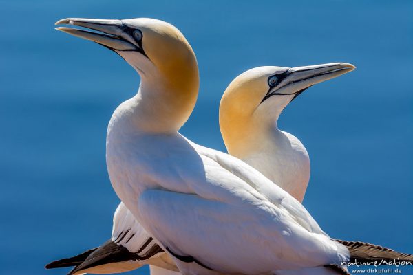 Basstölpel, Morus bassanus, 	Tölpel (Sulidae), Brutpaar an ihrem Nest, Lummenfelsen, Helgoland, Deutschland