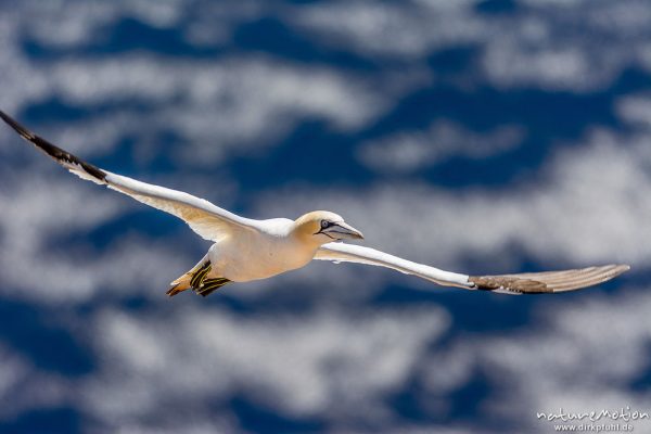 Basstölpel, Morus bassanus, 	Tölpel (Sulidae),fliegendes Tier in der Nähe der Brutfelsen, Lummenfelsen, Helgoland, Deutschland