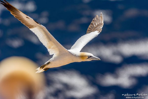 Basstölpel, Morus bassanus, 	Tölpel (Sulidae),fliegendes Tier in der Nähe der Brutfelsen, Lummenfelsen, Helgoland, Deutschland