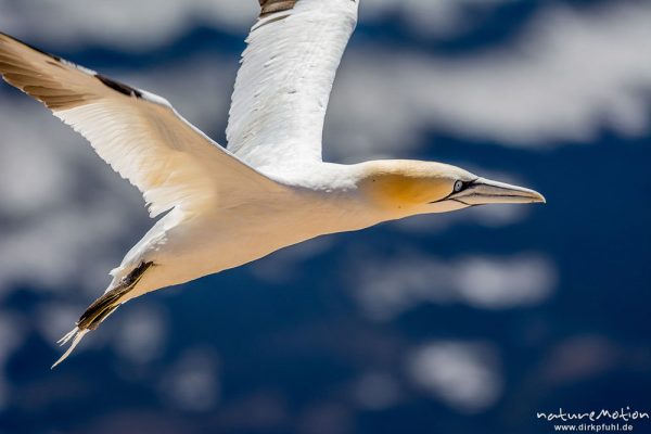 Basstölpel, Morus bassanus, 	Tölpel (Sulidae),fliegendes Tier in der Nähe der Brutfelsen, Lummenfelsen, Helgoland, Deutschland