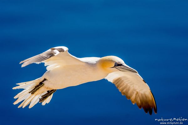 Basstölpel, Morus bassanus, 	Tölpel (Sulidae),fliegendes Tier in der Nähe der Brutfelsen, Lummenfelsen, Helgoland, Deutschland