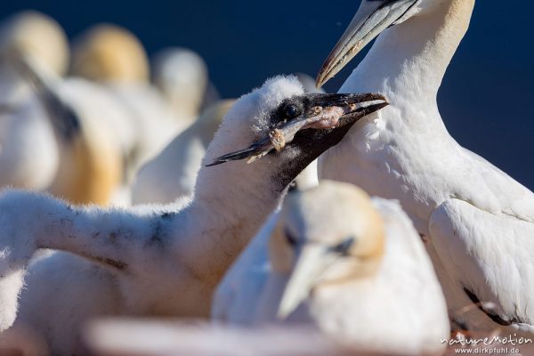 Basstölpel, Morus bassanus, 	Tölpel (Sulidae), Alttiere mit Küken, Küken wird mit hochgewürgtem Fisch gefüttert, Lummenfelsen, Helgoland, Deutschland