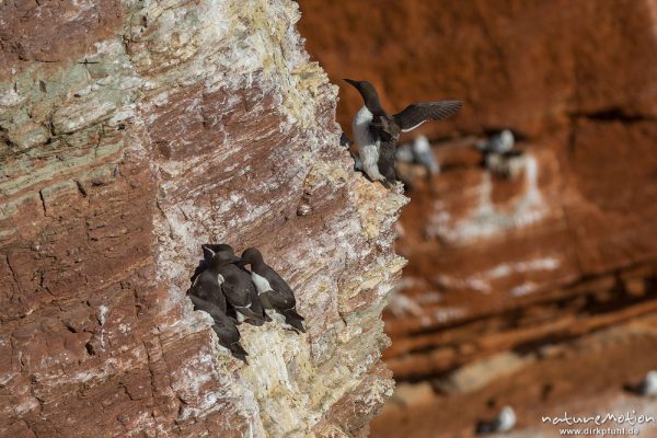 Trottellumme, Uria aalge, 	Alkenvögel (Alcidae, Alttiere auf ihren Brutplätzen im Fels, Lummenfelsen, Helgoland, Deutschland