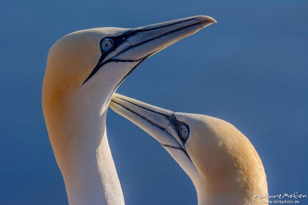 Basstölpel, Morus bassanus, 	Tölpel (Sulidae), Begrüßungsritual nach Ankunft eines Partners am Brutplatz, Lummenfelsen, Helgoland, Deutschland