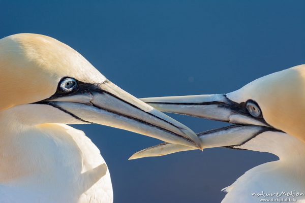 Basstölpel, Morus bassanus, 	Tölpel (Sulidae), Begrüßungsritual nach Ankunft eines Partners am Brutplatz, Lummenfelsen, Helgoland, Deutschland