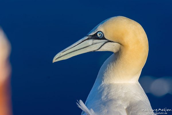 Basstölpel, Morus bassanus, 	Tölpel (Sulidae),Alttier in Brutkolonie, Lummenfelsen, Helgoland, Deutschland