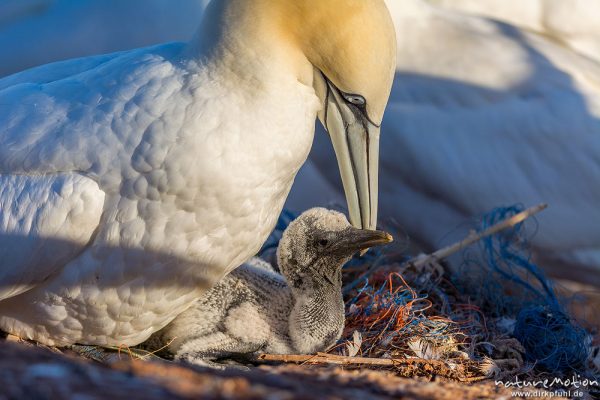 Basstölpel, Morus bassanus, 	Tölpel (Sulidae),Alttier kümmert sich um junges Küken im Nest, Helgoland, Deutschland