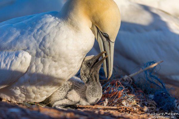 Basstölpel, Morus bassanus, 	Tölpel (Sulidae),Alttier kümmert sich um junges Küken im Nest, Helgoland, Deutschland