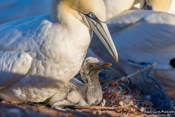 Basstölpel, Morus bassanus, 	Tölpel (Sulidae),Alttier kümmert sich um junges Küken im Nest, Helgoland, Deutschland