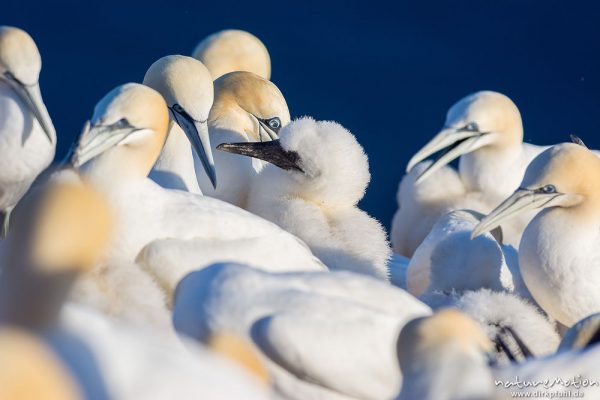 Basstölpel, Morus bassanus, 	Tölpel (Sulidae),Küken und Alttiere inmitten der Brutkolonie, Helgoland, Deutschland