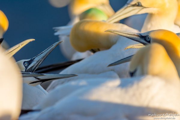 Basstölpel, Morus bassanus, 	Tölpel (Sulidae), aggressives Verhalten der Tiere innerhalb der Brutkolonie, Lummenfelsen, Helgoland, Deutschland