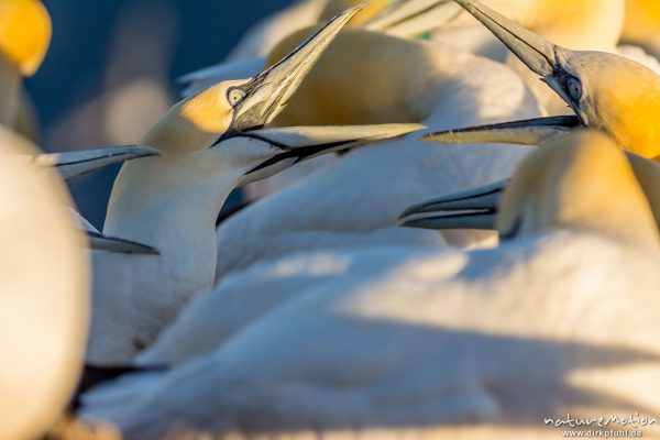 Basstölpel, Morus bassanus, 	Tölpel (Sulidae), aggressives Verhalten der Tiere innerhalb der Brutkolonie, Lummenfelsen, Helgoland, Deutschland