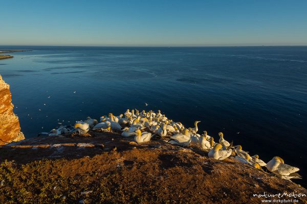 Basstölpel, Morus bassanus, 	Tölpel (Sulidae),Brutkolonie auf Felsen, Lummenfelsen, Helgoland, Deutschland