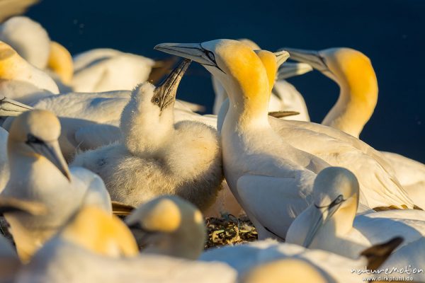 Basstölpel, Morus bassanus, 	Tölpel (Sulidae),Küken und Alttiere inmitten der Brutkolonie, Küken bettelt um Futter, Helgoland, Deutschland