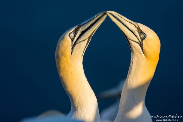 Basstölpel, Morus bassanus, 	Tölpel (Sulidae), Begrüßungsritual nach Ankunft eines Partners am Brutplatz, Lummenfelsen, Helgoland, Deutschland