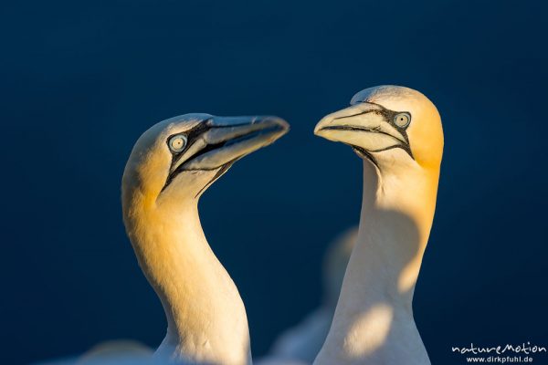 Basstölpel, Morus bassanus, 	Tölpel (Sulidae), Begrüßungsritual nach Ankunft eines Partners am Brutplatz, Lummenfelsen, Helgoland, Deutschland