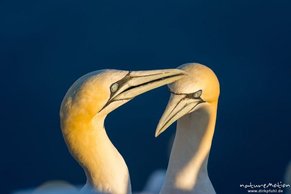 Basstölpel, Morus bassanus, 	Tölpel (Sulidae), Begrüßungsritual nach Ankunft eines Partners am Brutplatz, Lummenfelsen, Helgoland, Deutschland