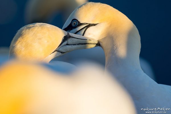 Basstölpel, Morus bassanus, 	Tölpel (Sulidae), Begrüßungsritual nach Ankunft eines Partners am Brutplatz, Lummenfelsen, Helgoland, Deutschland