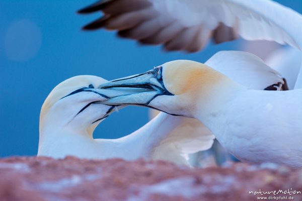 Basstölpel, Morus bassanus, 	Tölpel (Sulidae), aggressives Verhalten der Tiere innerhalb der Brutkolonie, Lummenfelsen, Helgoland, Deutschland