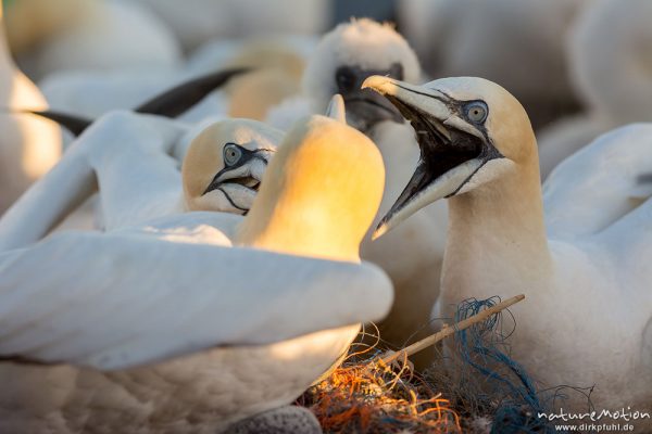 Basstölpel, Morus bassanus, 	Tölpel (Sulidae), aggressives Verhalten der Tiere innerhalb der Brutkolonie, Lummenfelsen, Helgoland, Deutschland