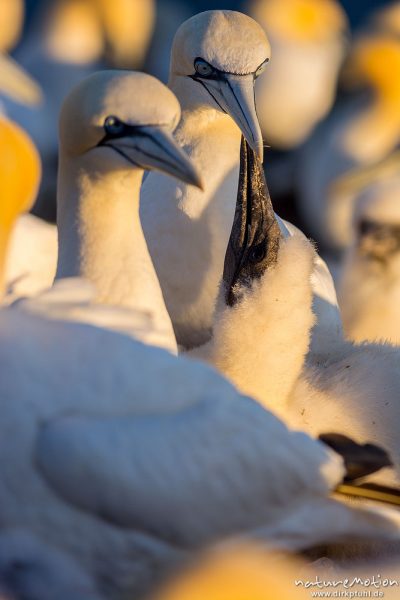 Basstölpel, Morus bassanus, 	Tölpel (Sulidae),Küken und Alttiere inmitten der Brutkolonie, Küken bettelt um Futter, Helgoland, Deutschland