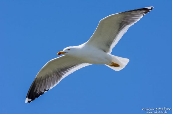 Heringsmöwe, Larus fuscus, Laridae, im Flug, Düne, Helgoland, Deutschland