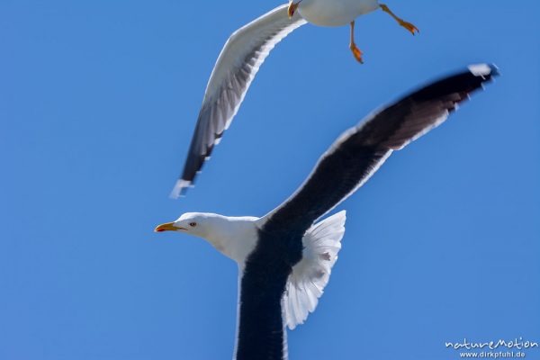 Heringsmöwe, Larus fuscus, Laridae, im Flug, Düne, Helgoland, Deutschland