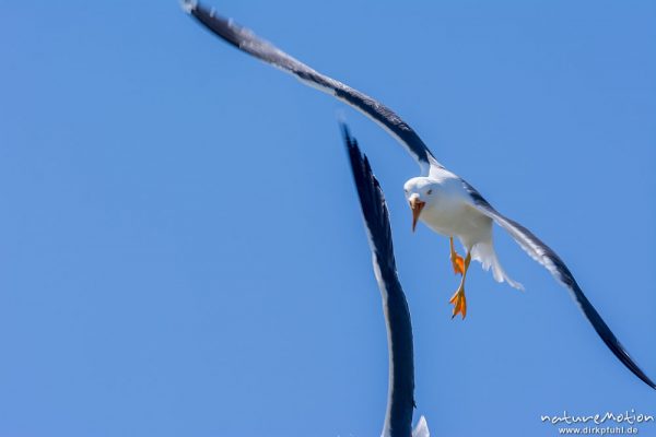 Heringsmöwe, Larus fuscus, Laridae, im Flug, Düne, Helgoland, Deutschland