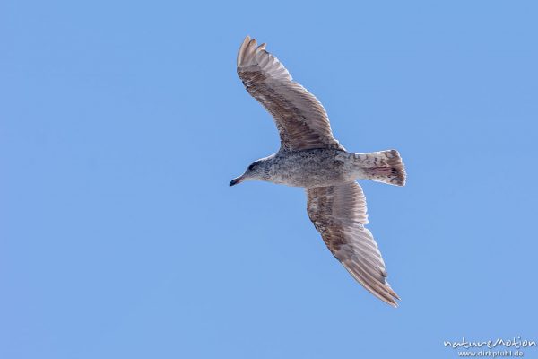 Heringsmöwe, Larus fuscus, Laridae, Jungtier im Flug, Düne, Helgoland, Deutschland