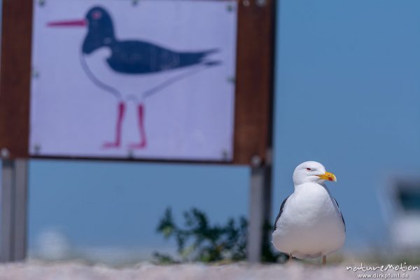 Heringsmöwe, Larus fuscus, Laridae, Tiere vor Plakat mit Austernfischer, Helgoland, Deutschland