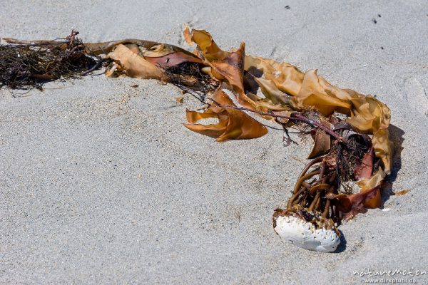 Fingertang, Laminaria digitata, 	Laminariacea,angespülter Tangwedel mit losgerissenem Kalkstein, Nordstrand, Düne, Helgoland, Deutschland