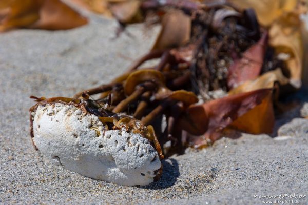 Fingertang, Laminaria digitata, 	Laminariacea,angespülter Tangwedel mit losgerissenem Kalkstein, Nordstrand, Düne, Helgoland, Deutschland