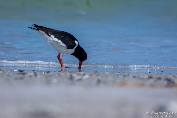 Austernfischer, Haematopus ostralegus, Haematopodidae, Tier läuft am Spülsaum und nimmt Bad in den Wellen, Düne, Nordstrand, Helgoland, Deutschland