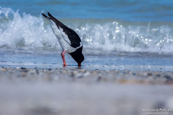 Austernfischer, Haematopus ostralegus, Haematopodidae, Tier läuft am Spülsaum und nimmt Bad in den Wellen, Düne, Nordstrand, Helgoland, Deutschland