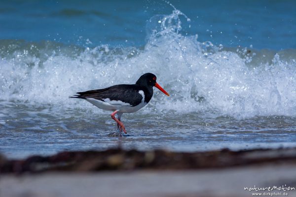 Austernfischer, Haematopus ostralegus, Haematopodidae, Tier läuft am Spülsaum und nimmt Bad in den Wellen, Düne, Nordstrand, Helgoland, Deutschland