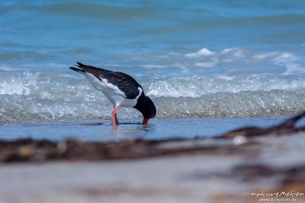 Austernfischer, Haematopus ostralegus, Haematopodidae, Tier läuft am Spülsaum und nimmt Bad in den Wellen, Düne, Nordstrand, Helgoland, Deutschland