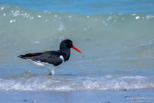 Austernfischer, Haematopus ostralegus, Haematopodidae, Tier läuft am Spülsaum und nimmt Bad in den Wellen, Düne, Nordstrand, Helgoland, Deutschland