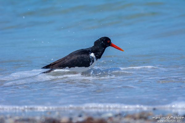 Austernfischer, Haematopus ostralegus, Haematopodidae, Tier läuft am Spülsaum und nimmt Bad in den Wellen, Düne, Nordstrand, Helgoland, Deutschland