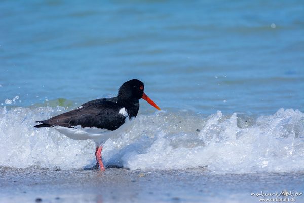 Austernfischer, Haematopus ostralegus, Haematopodidae, Tier läuft am Spülsaum und nimmt Bad in den Wellen, Düne, Nordstrand, Helgoland, Deutschland