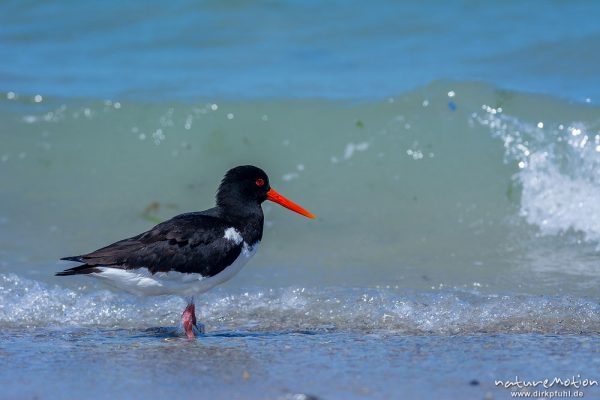 Austernfischer, Haematopus ostralegus, Haematopodidae, Tier läuft am Spülsaum und nimmt Bad in den Wellen, Düne, Nordstrand, Helgoland, Deutschland