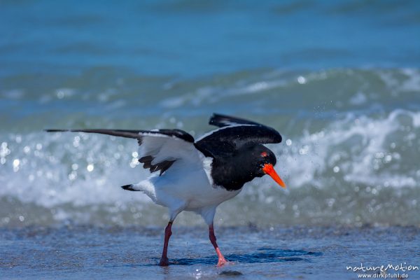 Austernfischer, Haematopus ostralegus, Haematopodidae, Tier läuft am Spülsaum und nimmt Bad in den Wellen, Düne, Nordstrand, Helgoland, Deutschland