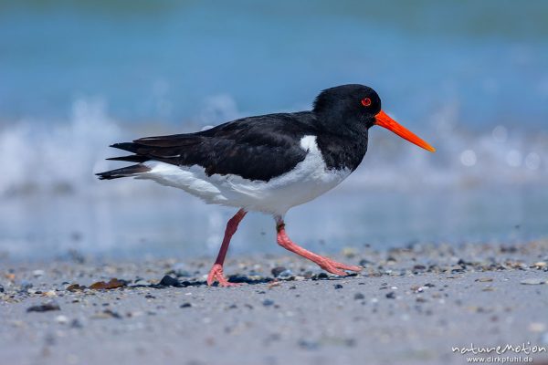 Austernfischer, Haematopus ostralegus, Haematopodidae, Tier läuft am Spülsaum und nimmt Bad in den Wellen, Düne, Nordstrand, Helgoland, Deutschland