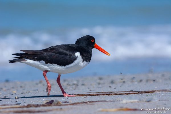 Austernfischer, Haematopus ostralegus, Haematopodidae, Tier läuft am Spülsaum und nimmt Bad in den Wellen, Düne, Nordstrand, Helgoland, Deutschland