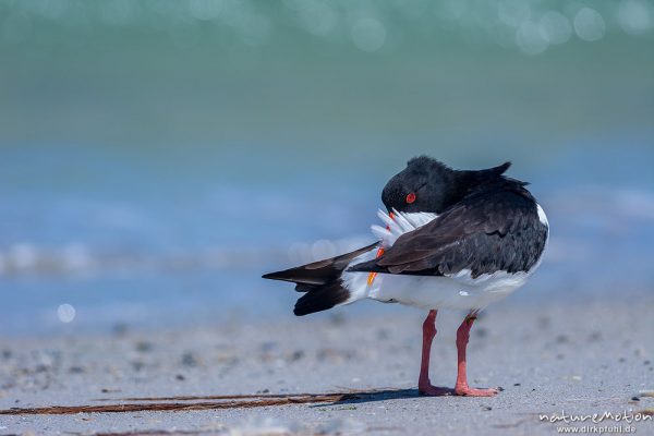 Austernfischer, Haematopus ostralegus, Haematopodidae, Tier läuft am Spülsaum und nimmt Bad in den Wellen, Düne, Nordstrand, Helgoland, Deutschland