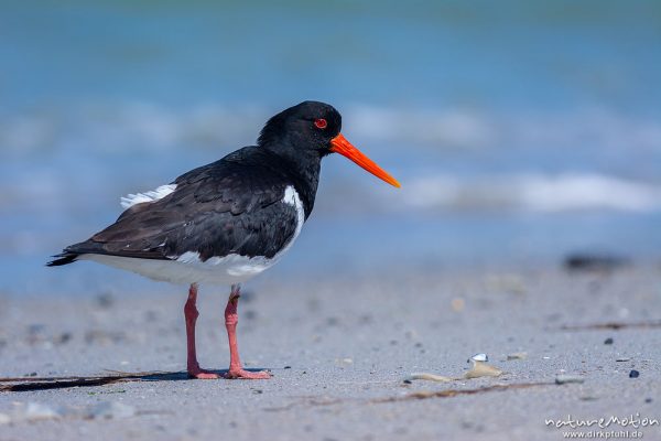 Austernfischer, Haematopus ostralegus, Haematopodidae, Tier läuft am Spülsaum und nimmt Bad in den Wellen, Düne, Nordstrand, Helgoland, Deutschland